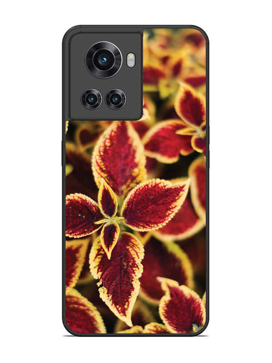 OnePlus 10R Autumn Blaze