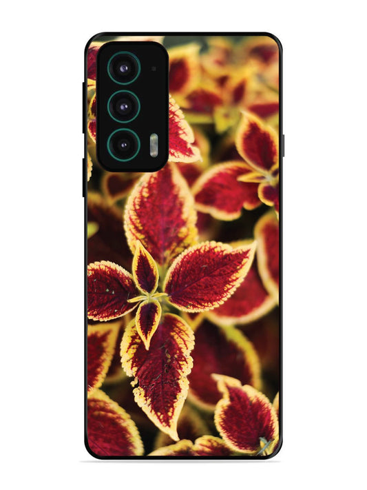 Motorola Moto Edge 20 Autumn Blaze