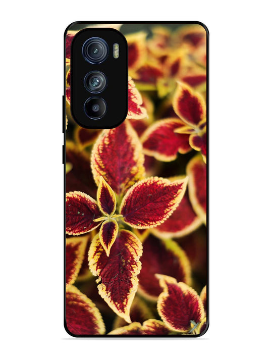 Motorola Moto Edge 30 Autumn Blaze