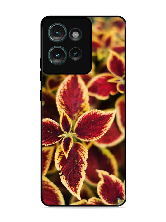 Motorola Edge 50 Autumn Blaze